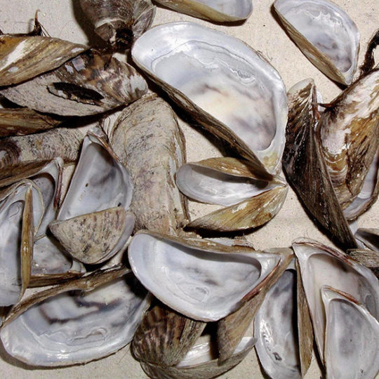 Photo of large mussel shells.