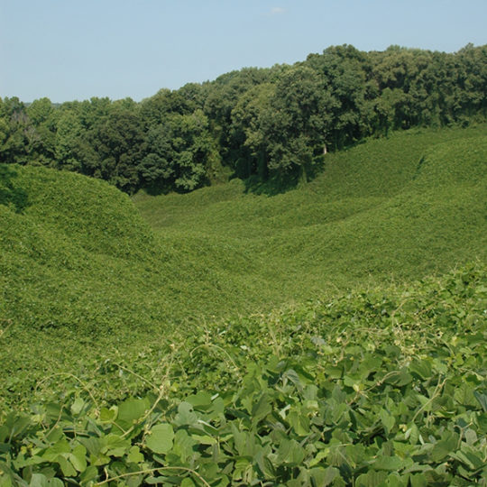 Photo of hillside overgrown with green carpet-like growing plant known as kudzu.