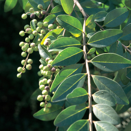 Photo of green plant with alternating leaf structure on woody stem with young light green fruit clusters.