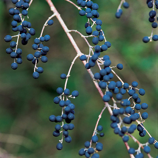Photo of blue-black fruit (small single berry shape) on branch stems.