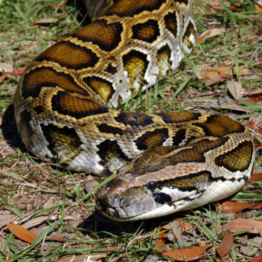 Photo of adult snake.