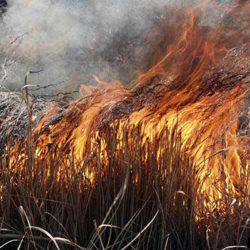 A photo of cogongrass on fire with dark orange flames.