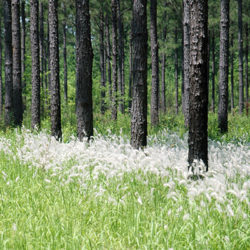 Photo of tall green grass with flowering fronds, cogongrass, among pine trees.