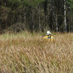 Photo of natural resources fire fighter among dry cogongrass which posses a huge fire hazard.