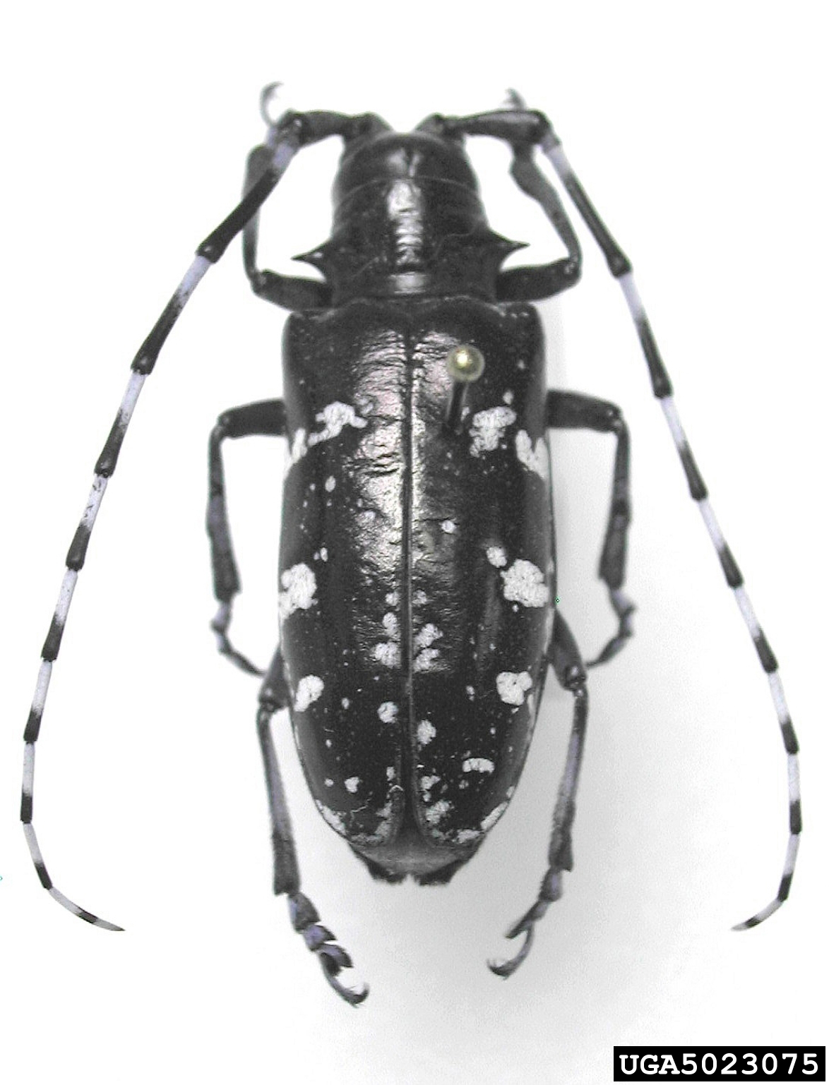 Asian Longhorned Beetle