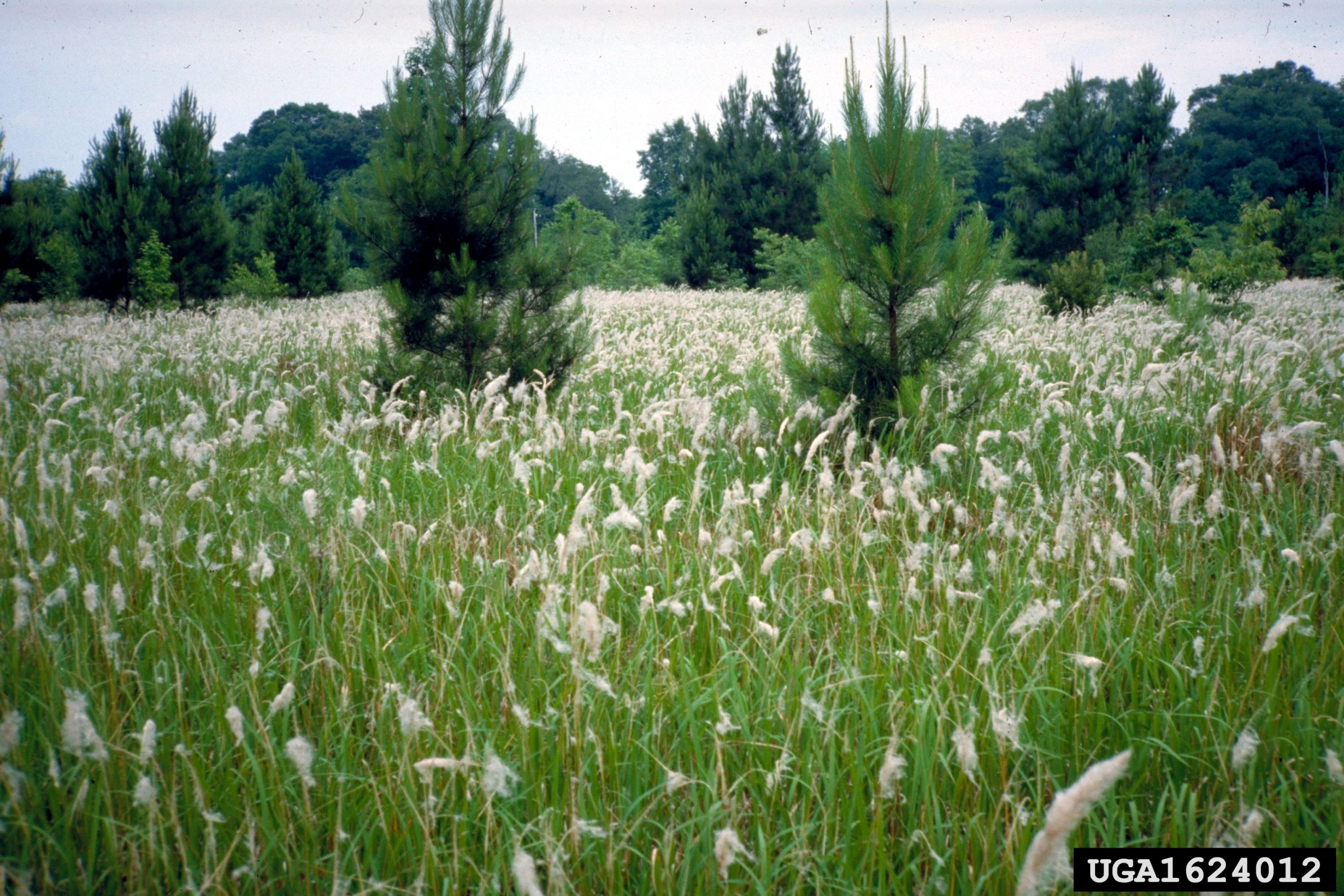 Field overrun with cogongrass