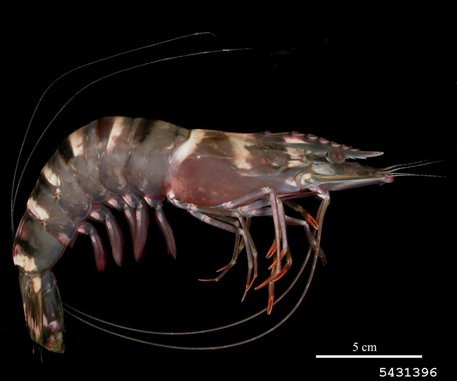 Specimen photo of giant tiger prawn on black background.