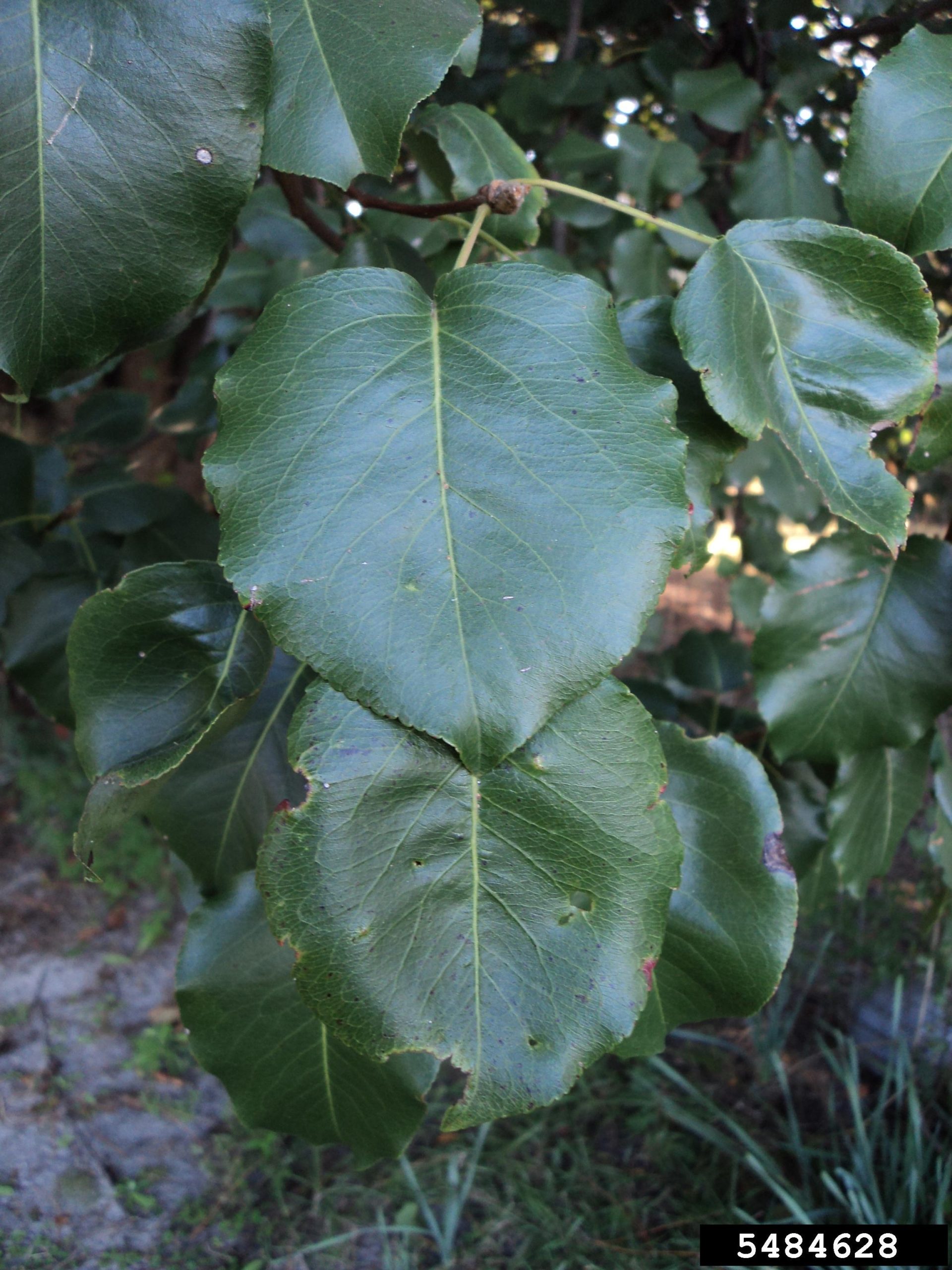 Dark green waxy leaf is characteristic to Bradford Pear.