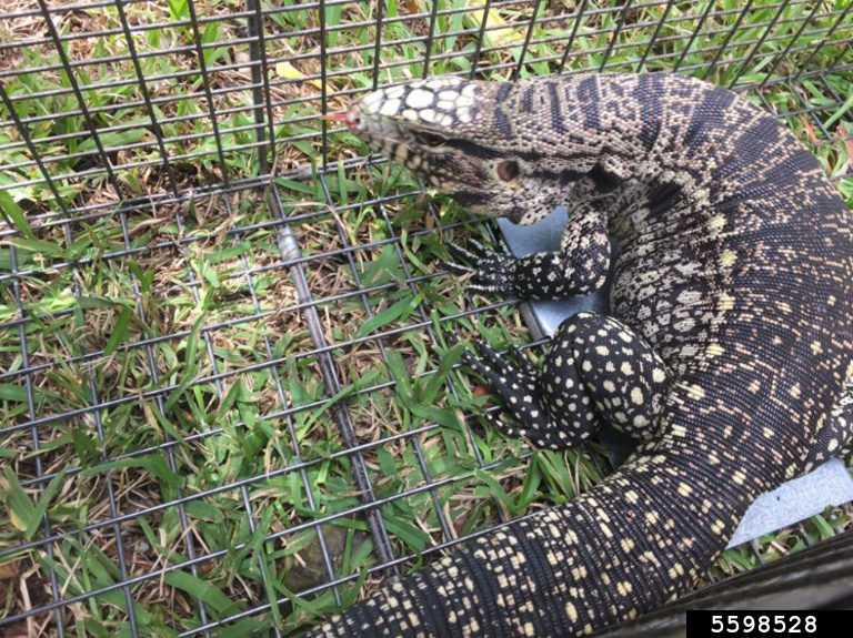 Black and white lizard in wire cage on ground.