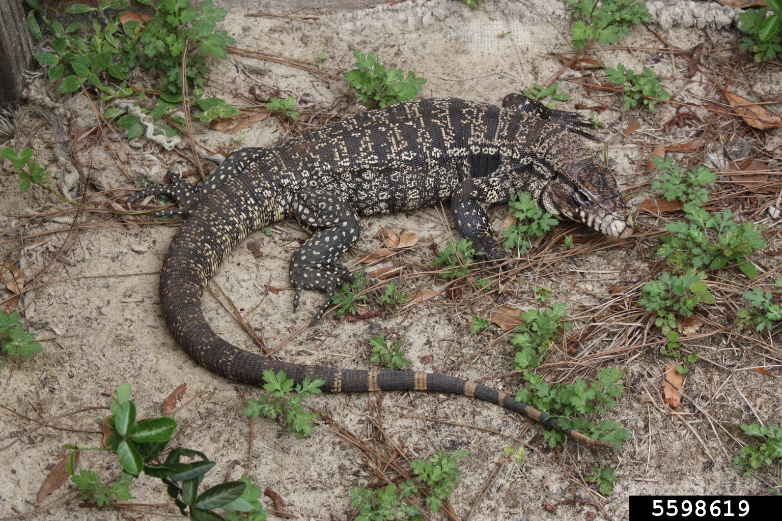 Black and white striped lizard on ground.