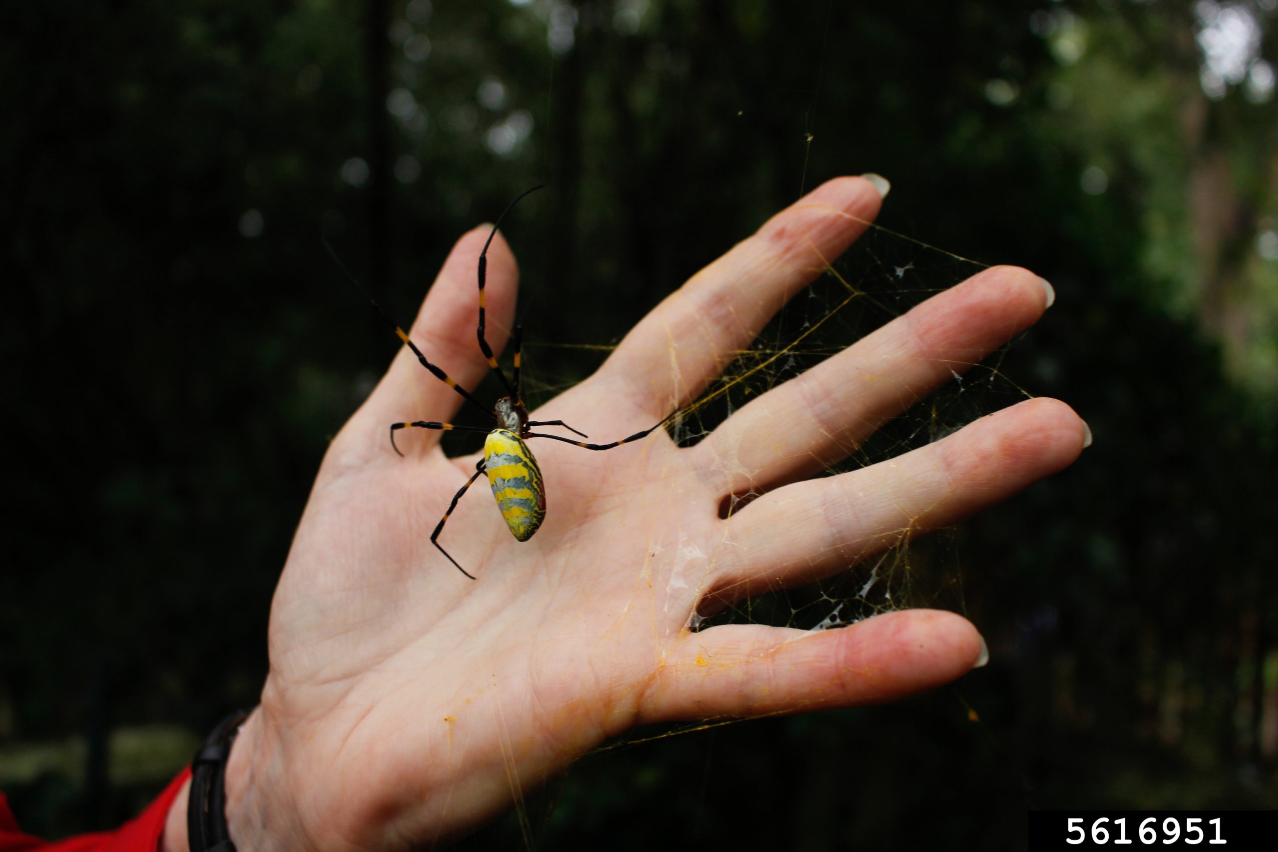 Carly Mirabile, University of Georgia, Bugwood.org An outstretched hand providing support for a large spider with yellow and blue-grey stripes on body. Long black legs with yellow bands.