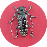 A black beetle with small white patches on its body and long antennae that are approximately the same length as the body. It is an Asian longhorn beetle.