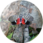 Spotted Lanternfly on a branch with wings spread